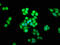 SHANK Associated RH Domain Interactor antibody, LS-C672258, Lifespan Biosciences, Immunofluorescence image 