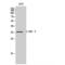 CCAAT Enhancer Binding Protein Beta antibody, LS-C382353, Lifespan Biosciences, Western Blot image 