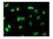 Matrin 3 antibody, LS-C72171, Lifespan Biosciences, Immunocytochemistry image 