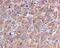 GRB2 Associated Binding Protein 1 antibody, ab133486, Abcam, Immunohistochemistry paraffin image 