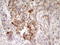 Angiopoietin Like 3 antibody, LS-C791225, Lifespan Biosciences, Immunohistochemistry paraffin image 