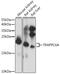 Trafficking Protein Particle Complex 6A antibody, A13195-1, Boster Biological Technology, Western Blot image 