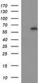 Interleukin 10 Receptor Subunit Alpha antibody, LS-C788374, Lifespan Biosciences, Western Blot image 