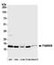 Cytosolic Iron-Sulfur Assembly Component 2B antibody, A305-835A-M, Bethyl Labs, Western Blot image 