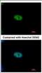 Negative Regulator Of Ubiquitin Like Proteins 1 antibody, NBP2-19616, Novus Biologicals, Immunocytochemistry image 