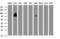 Galactosidase Beta 1 antibody, LS-C174334, Lifespan Biosciences, Western Blot image 