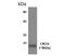 C-X-C Motif Chemokine Ligand 6 antibody, NBP2-12232, Novus Biologicals, Western Blot image 