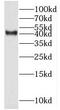 Mitochondrial Ribosomal Protein S5 antibody, FNab05364, FineTest, Western Blot image 