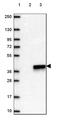 Aminoacylase 3 antibody, HPA048187, Atlas Antibodies, Western Blot image 