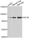 Kinesin Family Member 2B antibody, STJ28563, St John