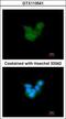Retinaldehyde-binding protein 1 antibody, GTX113541, GeneTex, Immunocytochemistry image 