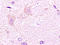 Glutamate Ionotropic Receptor NMDA Type Subunit 2A antibody, 250520, Abbiotec, Immunohistochemistry paraffin image 