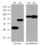Argininosuccinate Synthase 1 antibody, MA5-27109, Invitrogen Antibodies, Western Blot image 