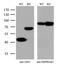 Argininosuccinate Synthase 1 antibody, MA5-27109, Invitrogen Antibodies, Western Blot image 