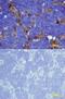 Ephrin B2 antibody, BAF496, R&D Systems, Immunohistochemistry paraffin image 