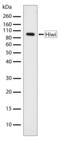 Piwi Like RNA-Mediated Gene Silencing 1 antibody, 710208, Invitrogen Antibodies, Western Blot image 