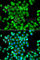 P21 (RAC1) Activated Kinase 2 antibody, A7333, ABclonal Technology, Immunofluorescence image 