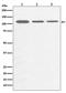 PPARG Coactivator 1 Alpha antibody, M00236, Boster Biological Technology, Western Blot image 