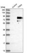 Trophoblast Glycoprotein antibody, NBP1-90315, Novus Biologicals, Western Blot image 
