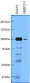 Protein Kinase D3 antibody, NBP1-87948, Novus Biologicals, Western Blot image 