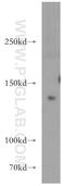 5-Oxoprolinase, ATP-Hydrolysing antibody, 21127-1-AP, Proteintech Group, Western Blot image 