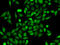 Annexin A6 antibody, LS-C334032, Lifespan Biosciences, Immunofluorescence image 