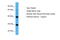 Arginase 2 antibody, ARP54567_P050, Aviva Systems Biology, Western Blot image 