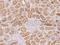 Protocadherin Beta 5 antibody, 205281-T08, Sino Biological, Immunohistochemistry paraffin image 