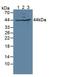 Glutaredoxin 3 antibody, LS-C704770, Lifespan Biosciences, Western Blot image 