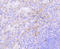 c-Kit antibody, abx125352, Abbexa, Immunohistochemistry paraffin image 