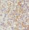 Pellino E3 Ubiquitin Protein Ligase Family Member 2 antibody, FNab06304, FineTest, Immunohistochemistry frozen image 