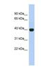 KIAA1191 antibody, NBP1-56834, Novus Biologicals, Western Blot image 
