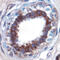 Plasminogen Activator, Urokinase antibody, AF1310, R&D Systems, Western Blot image 