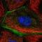 Transmembrane Protein 63B antibody, NBP2-58473, Novus Biologicals, Immunofluorescence image 