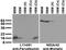 Parvalbumin antibody, 75-479, Antibodies Incorporated, Western Blot image 