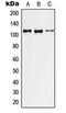 Rho guanine nucleotide exchange factor 2 antibody, orb214874, Biorbyt, Western Blot image 
