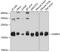 Vesicle-associated membrane protein 4 antibody, 19-317, ProSci, Western Blot image 