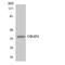 Olfactory Receptor Family 4 Subfamily P Member 4 antibody, LS-C200365, Lifespan Biosciences, Western Blot image 