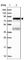 TNFAIP3 Interacting Protein 1 antibody, HPA037894, Atlas Antibodies, Western Blot image 