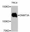 DNA Methyltransferase 3 Alpha antibody, STJ112740, St John
