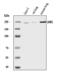 Laminin Subunit Gamma 1 antibody, A03522-2, Boster Biological Technology, Western Blot image 