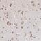 Oligophrenin 1 antibody, PA5-51775, Invitrogen Antibodies, Immunohistochemistry frozen image 