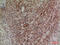 Neuregulin 2 antibody, A08302, Boster Biological Technology, Immunohistochemistry frozen image 