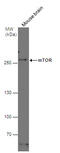 Mechanistic Target Of Rapamycin Kinase antibody, GTX101558, GeneTex, Western Blot image 