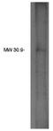 Lysophospholipid acyltransferase 2 antibody, orb198343, Biorbyt, Western Blot image 