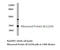 Ribosomal Protein S6 antibody, LS-C176466, Lifespan Biosciences, Western Blot image 