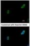 Pre-MRNA Processing Factor 19 antibody, PA5-29254, Invitrogen Antibodies, Immunofluorescence image 