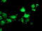 Sirtuin 5 antibody, TA503280, Origene, Immunofluorescence image 