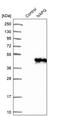 NSF Attachment Protein Gamma antibody, PA5-52531, Invitrogen Antibodies, Western Blot image 