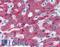 Complement Factor H antibody, LS-B2889, Lifespan Biosciences, Immunohistochemistry paraffin image 